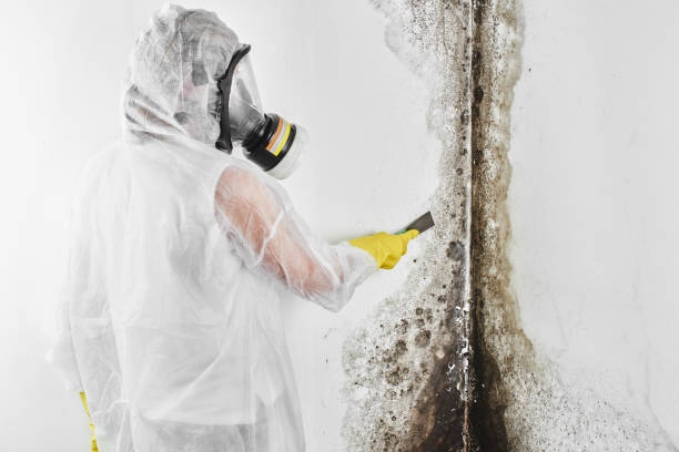 Best Fast Mold Removal  in Weston, OH