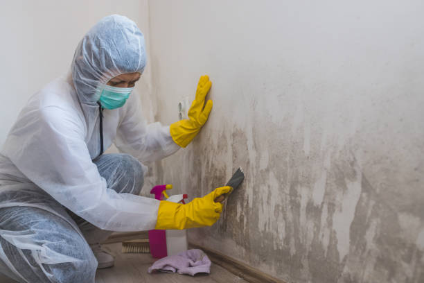 Best Mold Cleaning Services  in Weston, OH