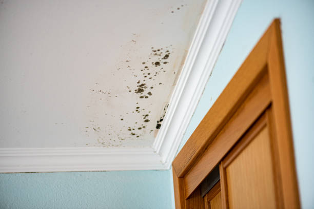 Best Black Mold Removal  in Weston, OH