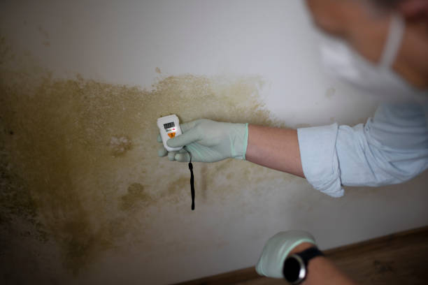 Mold Testing and Removal in Weston, OH