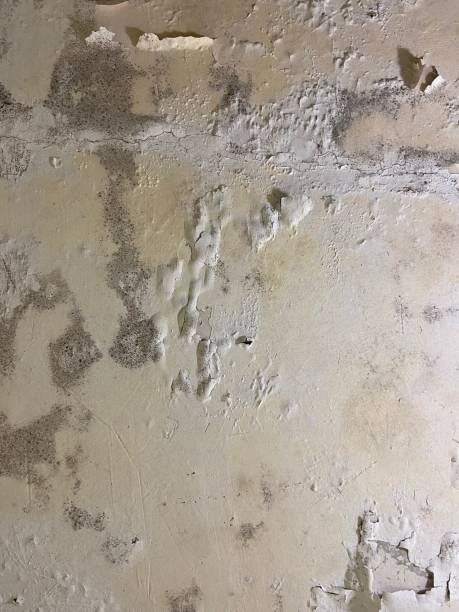 Best Commercial Mold Removal  in Weston, OH