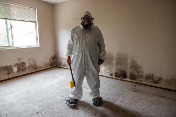 Best Affordable Mold Removal  in Weston, OH