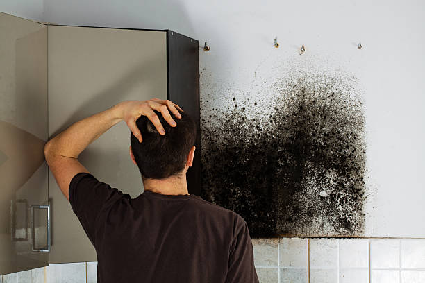 Mold Removal Process in Weston, OH