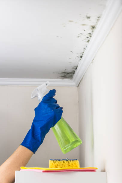 Certified Mold Removal in Weston, OH