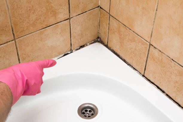 Best Mold Remediation Services  in Weston, OH